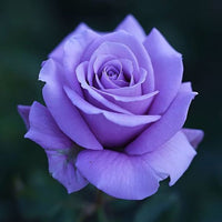 Lavender Rose